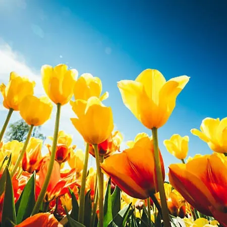 Hébergement de vacances 052 Petten