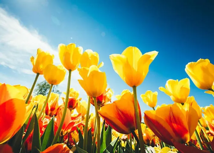 Hébergement de vacances 052 Petten